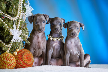 puppies near the christmas tree