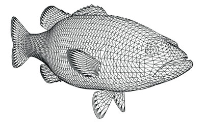 Black bass fish polygonal lines illustration. Abstract vector fish on the white background