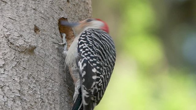 Slow motion red-bellied woodpecker carving out a hole in Orlando Florida