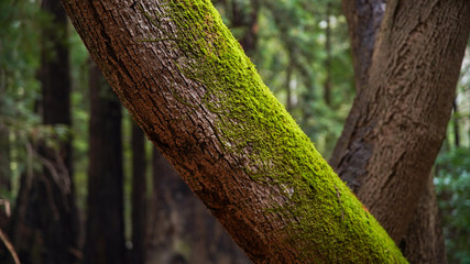 Obraz premium Forrest