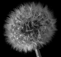 Dandelion Seeds