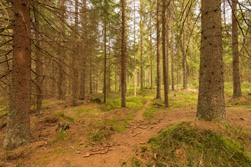 Obraz premium Wald im Tannermoor