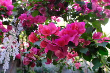 pink and white flowers