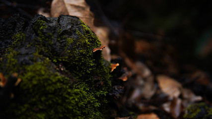Forrest