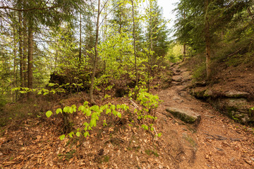 Wald im Tannermoor
