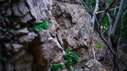 Ferns Growing on Side of Rocks