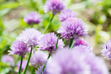 Obraz premium チャイブの花