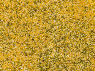 background of sesame seeds, caraway seeds and turmeric