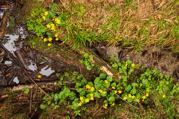 Butterblumen im Moor