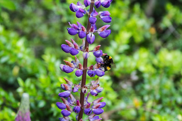 Patagonian Flower