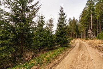 Forstweg mit Wald und Hochstand