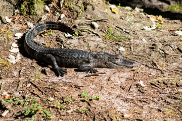 American alligator
