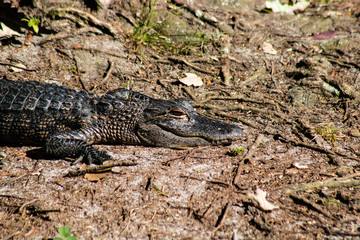 American alligator
