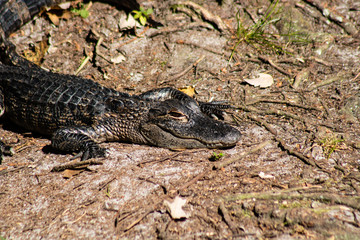 American alligator