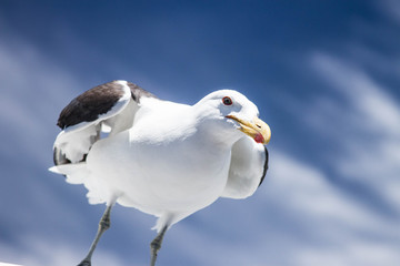 Seagull