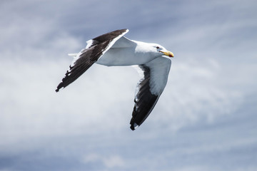 Seagull
