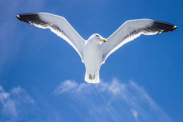 Seagull
