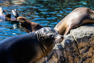 Obraz premium Sea Lion