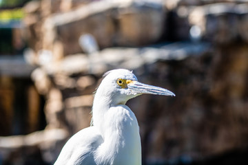 Snowy egret