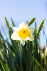 Obraz premium Yellow daffodils close-up on a bright sunny day on blue skies background. Photographs of yellow flowers in sunlight, in backlight. Narcissus