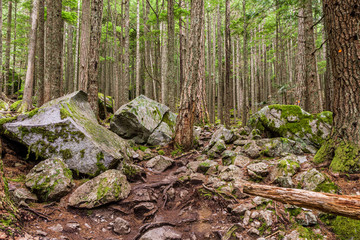 beautiful hiking trail that runs along a forest in the mountains of british columbia canada.