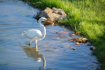 Fototapeta premium White Crane fishing