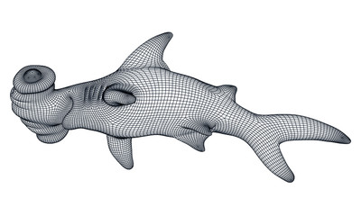 Obraz premium Hammerhead shark polygonal lines illustration. Abstract vector hammerhead shark on the white background