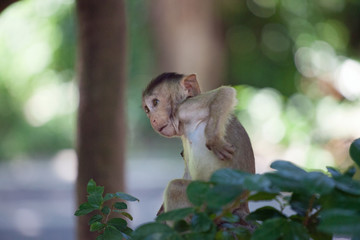 可愛いサル