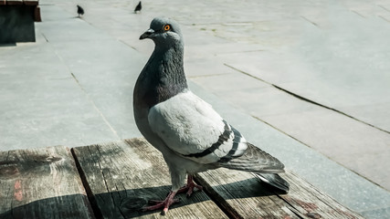 a dove on a wooden surface and two more doves on the ground
