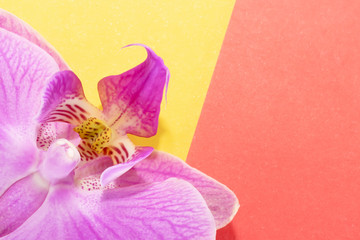 Macro shot. orchid flowers on a yellow-red background.