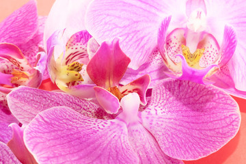 Fototapeta na wymiar Macro shot. orchid flowers on a red background.