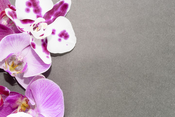 Macro shot. orchid flowers on a grey background.