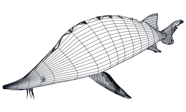 wireframe sturgeon fish, black lines, white background clip art preview