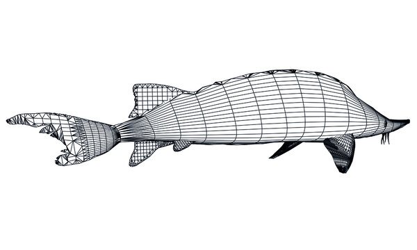 black wireframe sturgeon on white background clip art preview