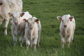 Fototapeta premium Charolais domestic beef cattle herd