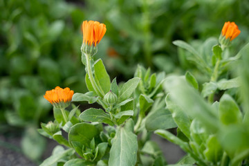 calendula flowers, beautiful half