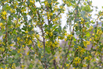 Golden currant flowers. Spring landscape