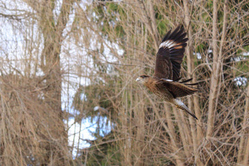 Ave Chimango volando en el bosque.