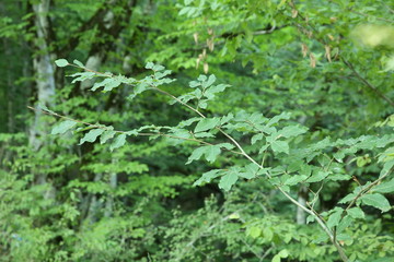 Vivid green of the young oak tree leaves . A branch of an oak tree ,