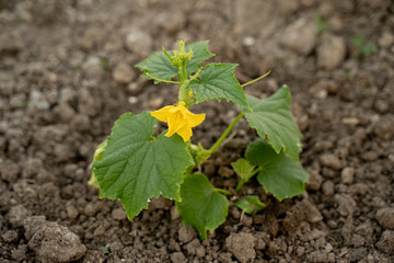 cucumber seedlings, beautiful green