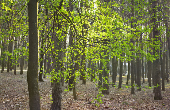 Tree bursting forth in mixed forest in spring time. Spring nature background.