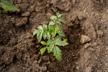 tomato seedlings, beautiful green