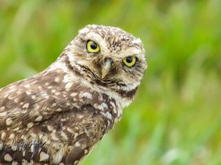 Coruja