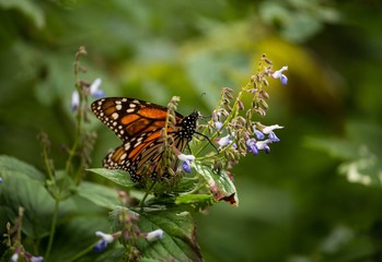 Fototapeta na wymiar Santuario de la mariposa monarca 