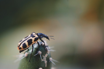 close up of a caterpillar