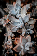 Suculentas con gotas de lluvia