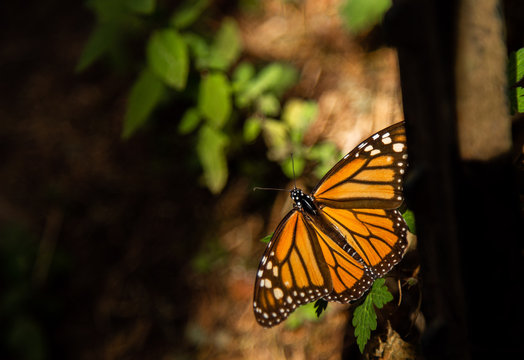 Santuario de la mariposa monarca "El Rosario" en Michoac&aacute;n