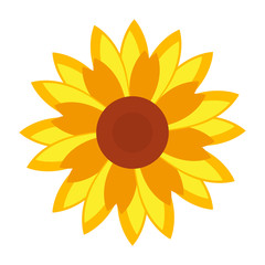 Isolated sunflower image