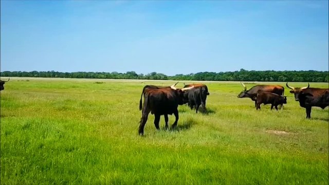 Herd of Re-constructed Aurochs Oxen in Hortobagy, Hungary