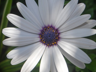 African daisy - Close up - Purple center - Asteraceae